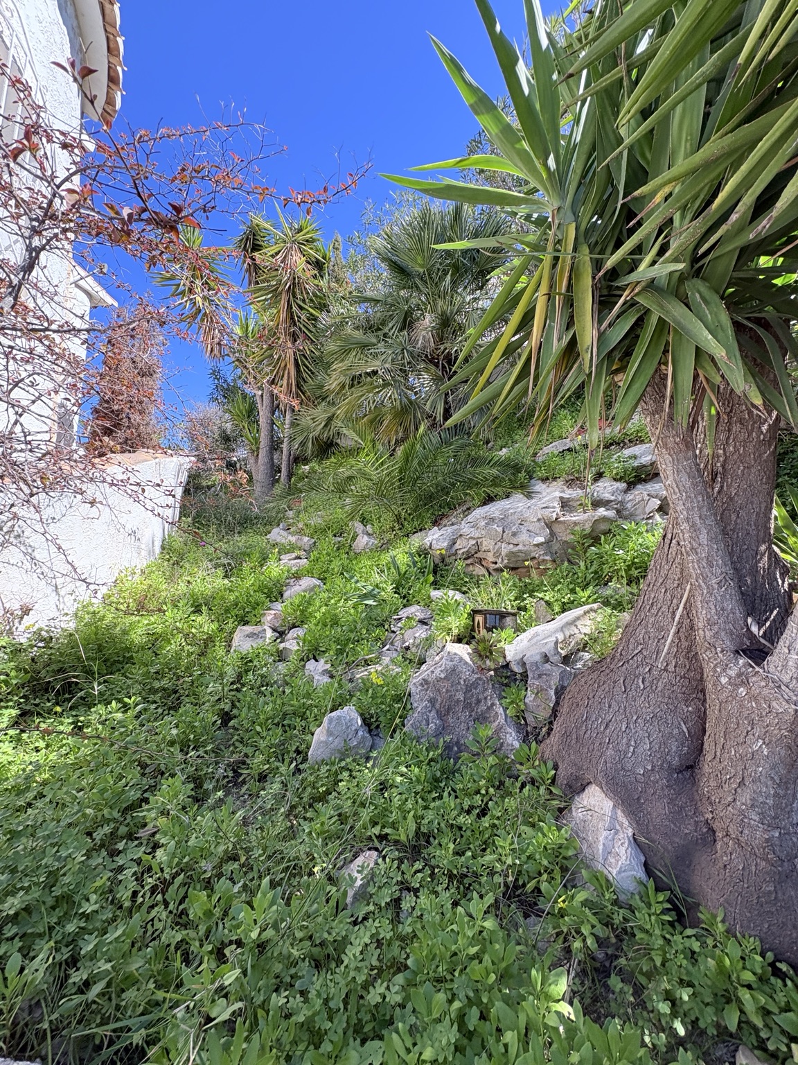 Casa Vista del Sol – Garten mit Palmen